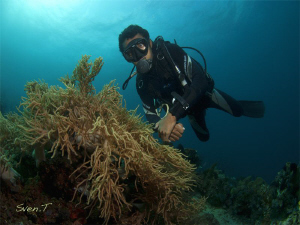 Dive buddy, Unke by Sven Tramaux 